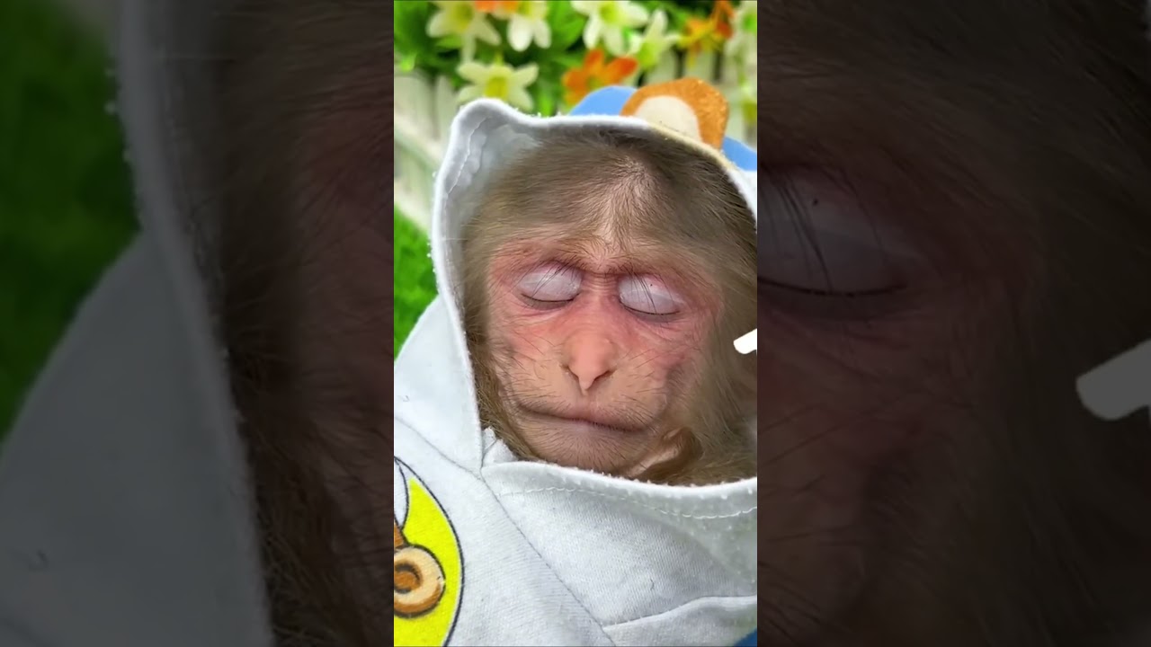 The nap of BiBi monkey  #cute  #trending #monkey #babymongkey #funny #mukbanganimals #animals