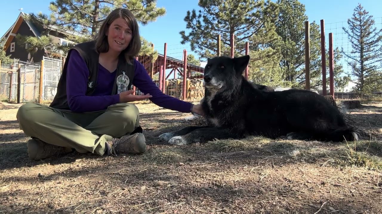 Wolf Talk 11/19/25 - Keyni and Katniss!