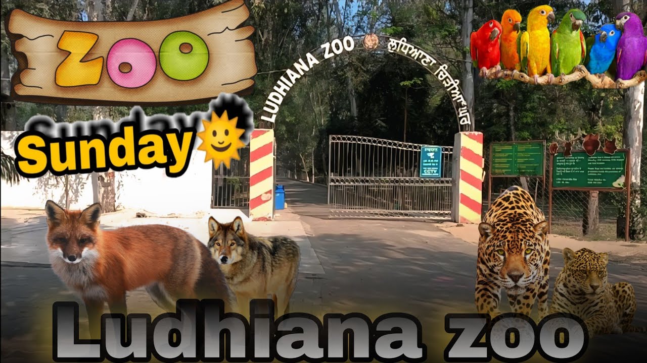ZOO Ludhiana 🐅 || चिड़िया घर लुधियाना || #tigersafari #stylishankit39 #vlog 