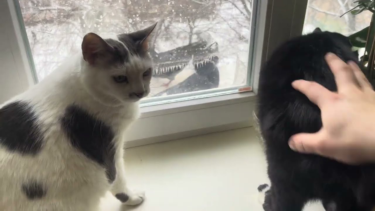 Relaxing video for sleep. Cat TV for Cats. Cute Cat hunters. Funny Cat video 4K for relaxation 