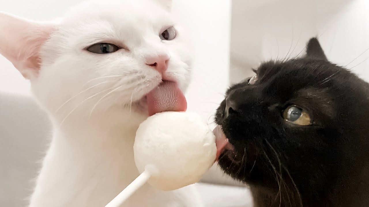 How to make ice cream lollipops for kittens - Brain Freeze