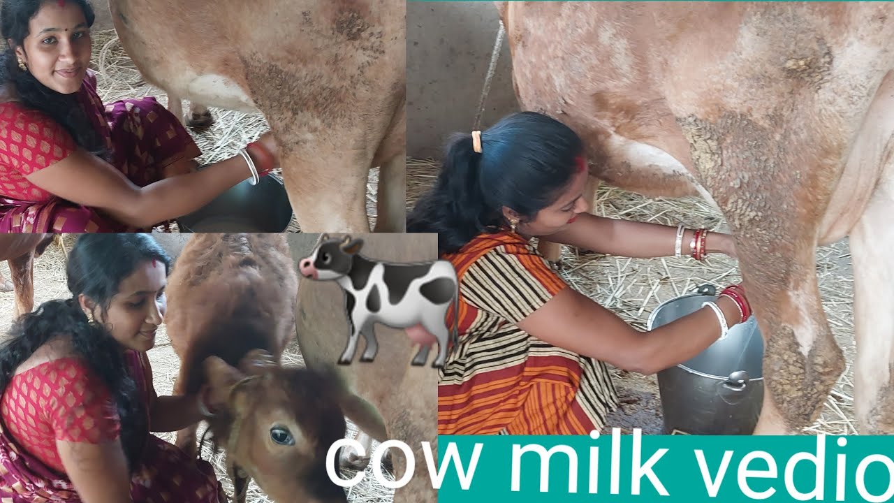 Ajke bon ke gai r dud doano sikhalam 🐄🐄