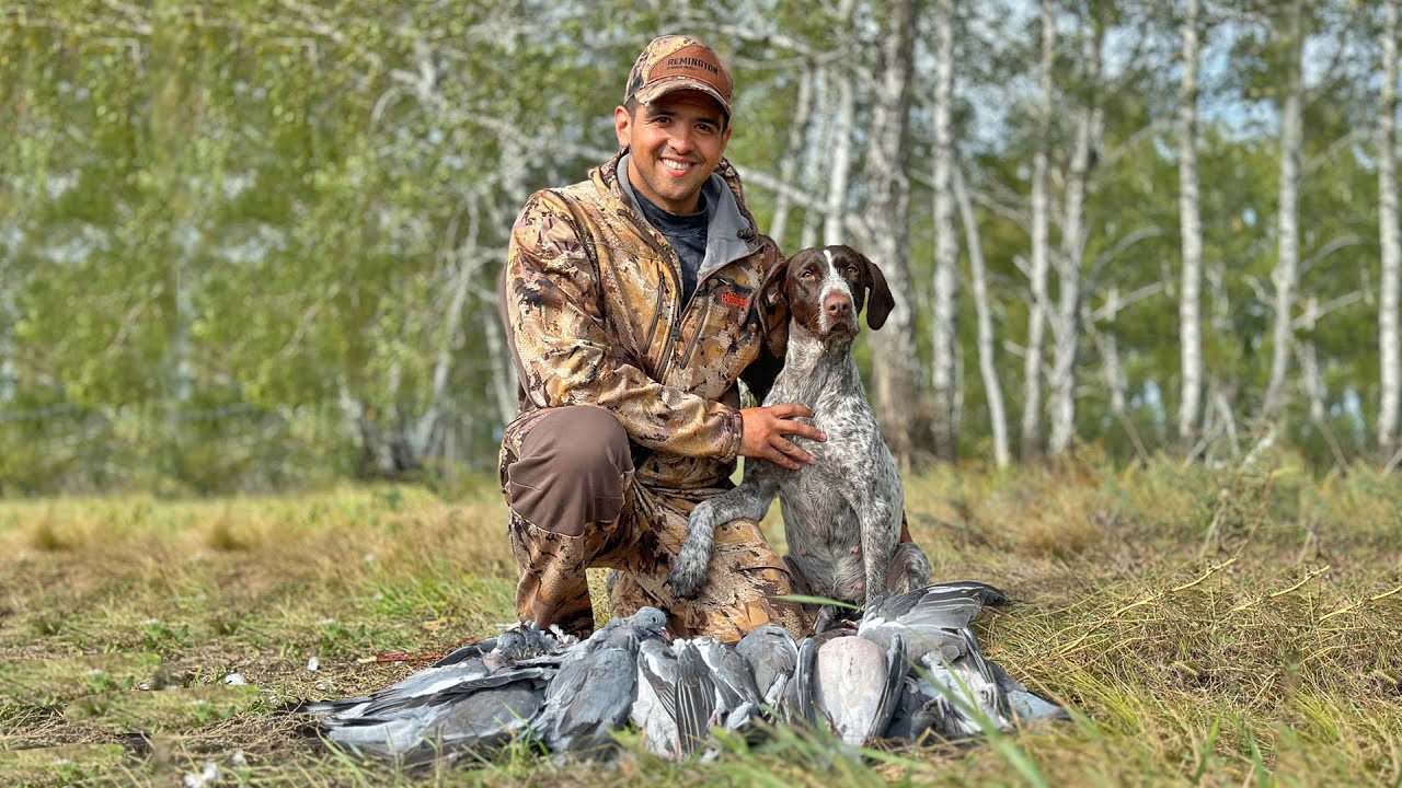 Охота на вяхиря | Уток нет, стреляем голубей!