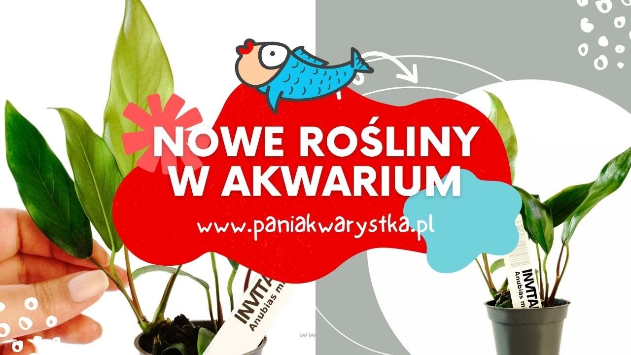 #Invital , nowe #rośliny w #akwarium  | Pani Akwarystka