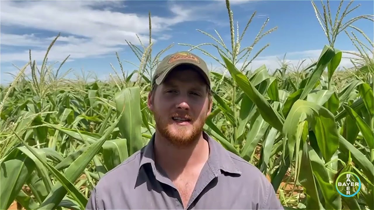 Johan Minnaar – Boer Springboklaagte, Kroonstad-distrik.