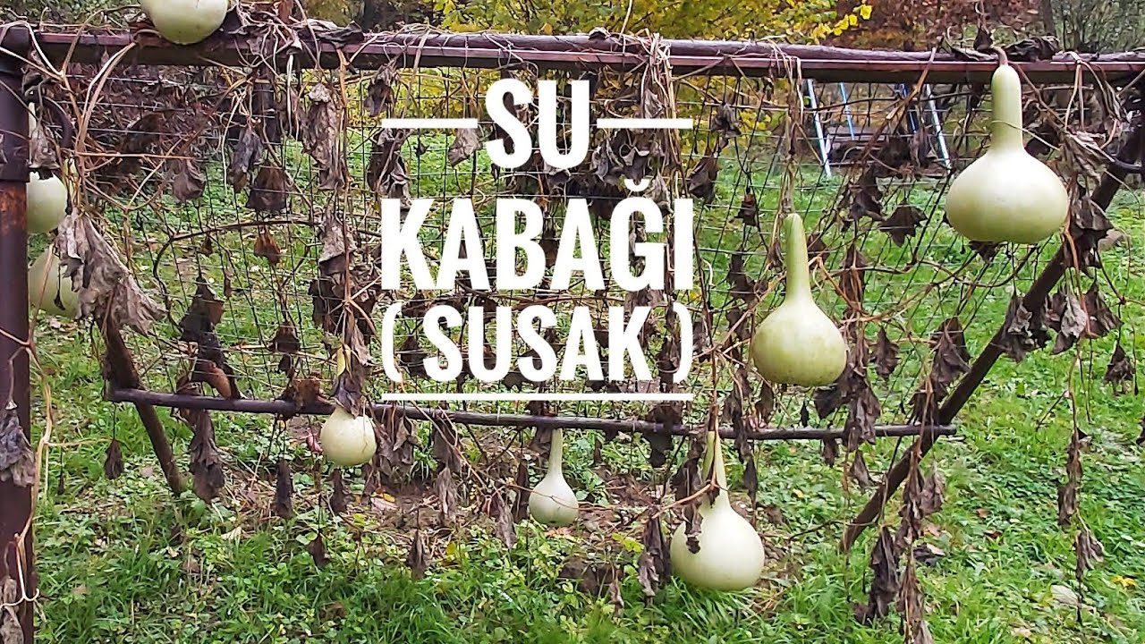 Su Kabağı / Susak / Hasat Vakti