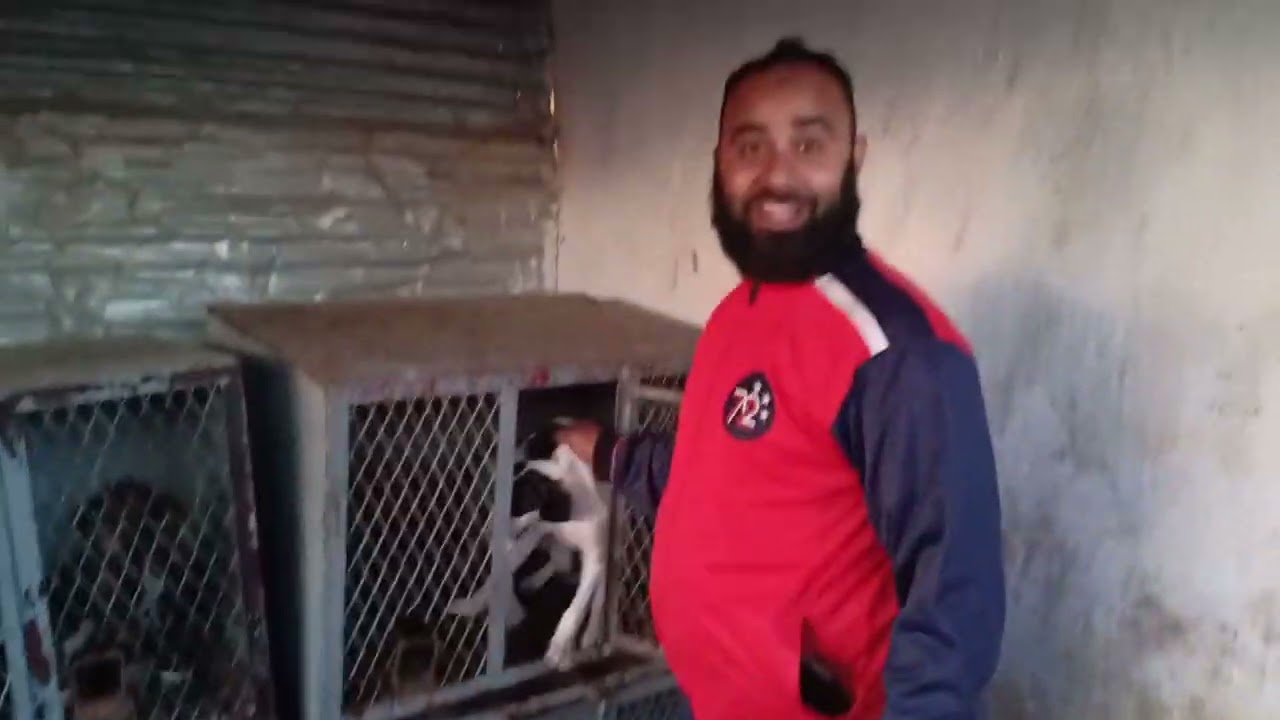 كلاب الصيد عند الأخ عزيز