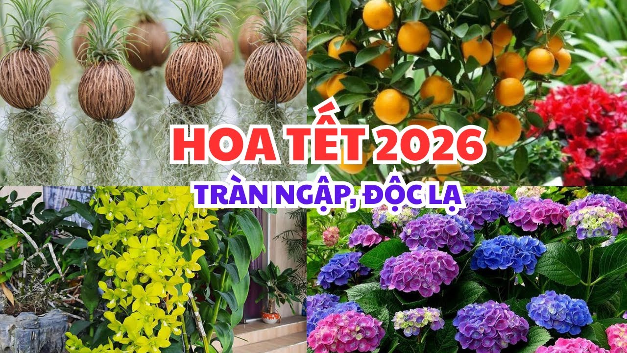 HOA TẾT 2026 ĐÃ VỀ TRÀN NGẬP, TUYỆT ĐẸP. #tranvanchanh #quehuong #mienque #tet #hoatet2026