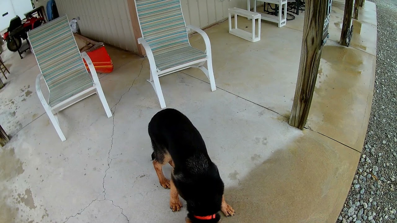 dog sitting tips