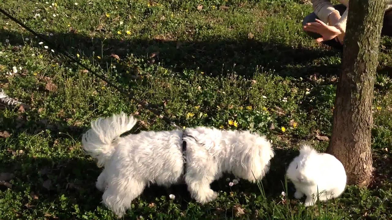 Interazione coniglio-cane