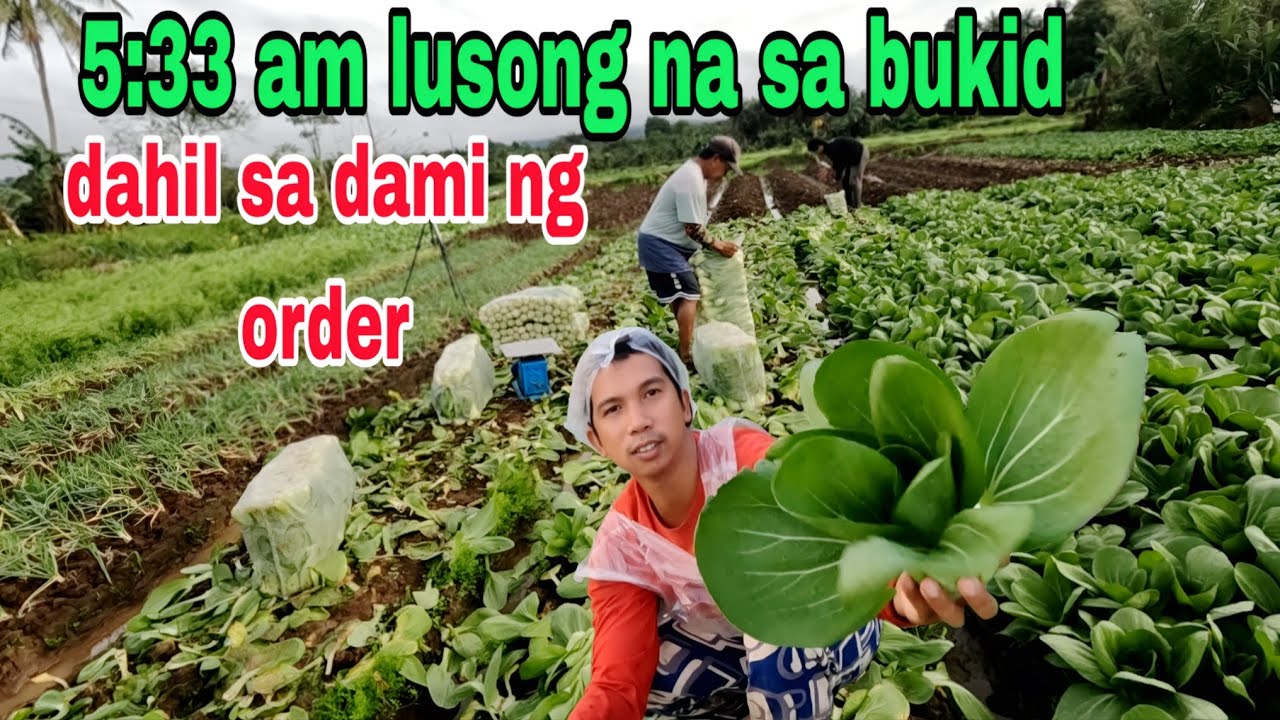 Ma agang lusong sa bukid sa dami ng order