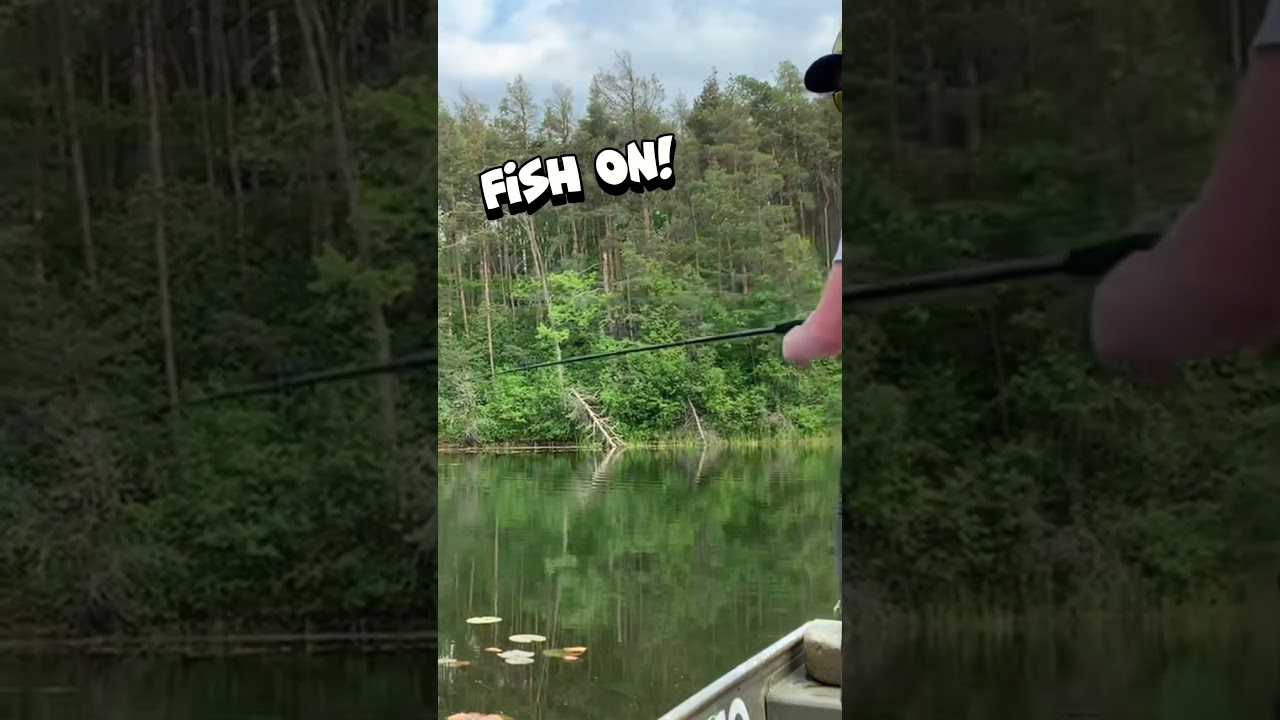 Nice bass 
