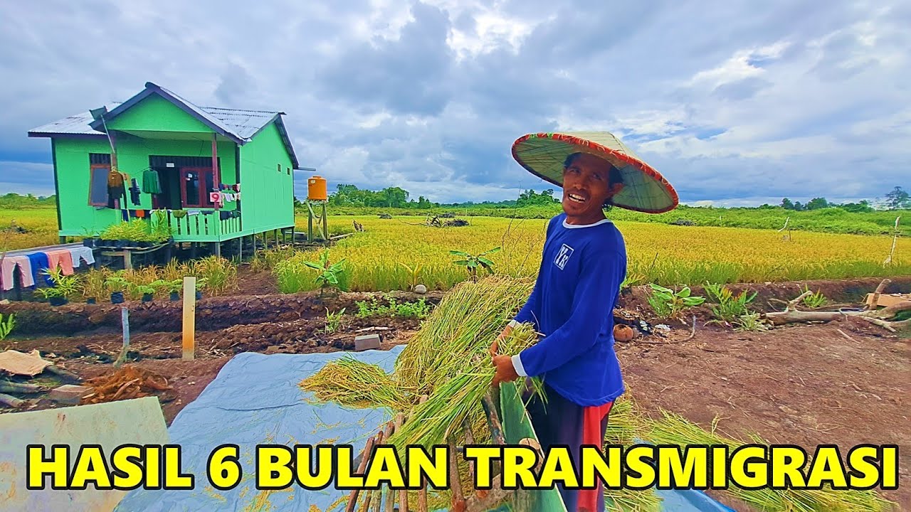 ENAM BULAN TRANSMIGRASI DARI GROBOGAN, PAK MARDIANTO PANEN PADI DI LAHAN TRANSMIGRASI BARU SP10