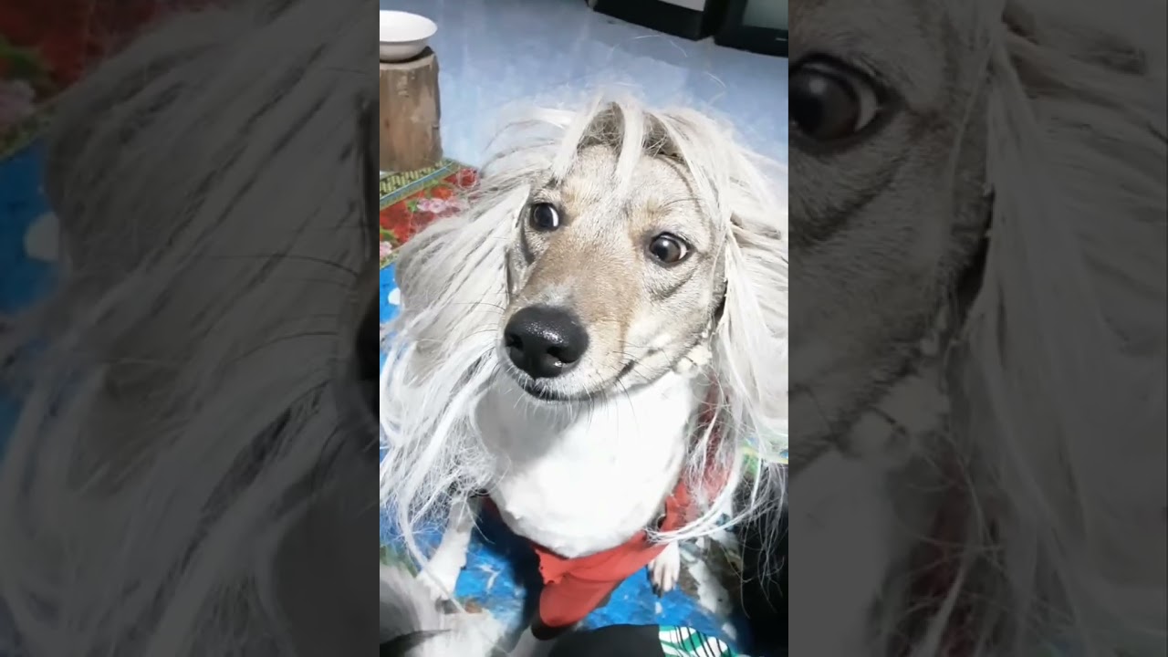 นั่งเล่นกับน้องหมา