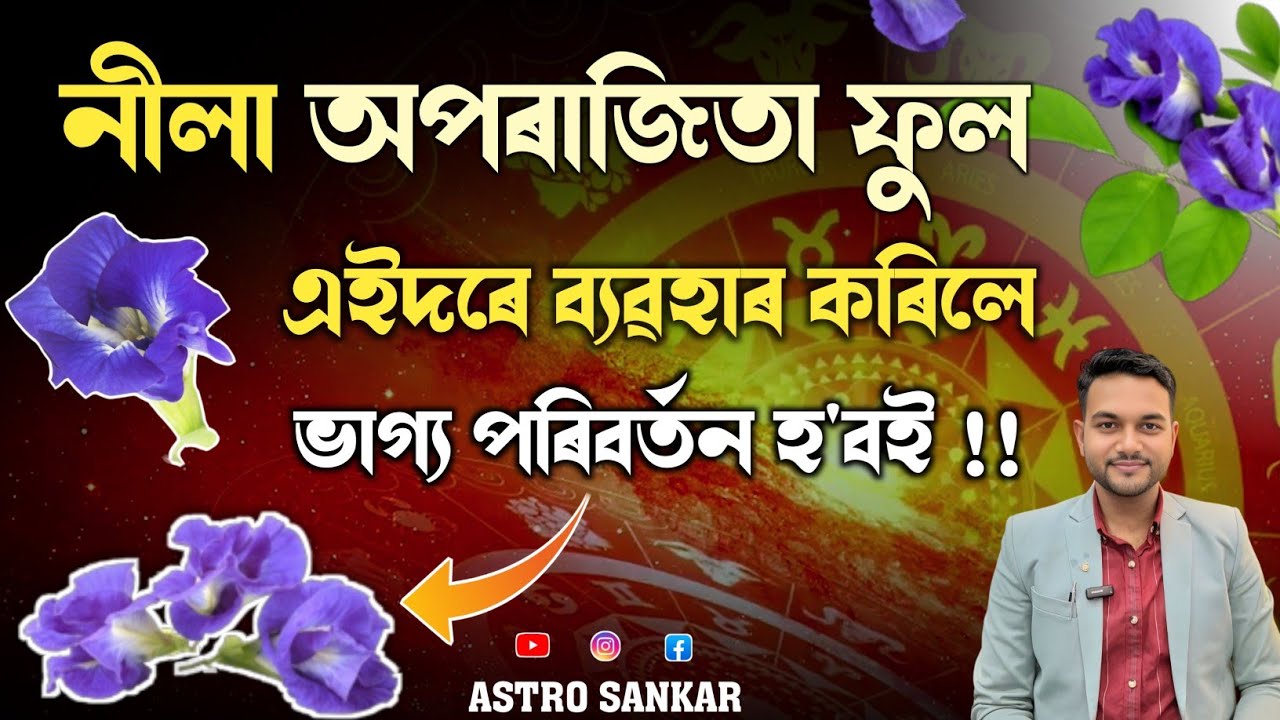 নীলা অপৰাজিতা ফুল !! এইদৰে ব্যৱহাৰ কৰিলে ভাগ্য পৰিবৰ্তন হ'বই !! Astro Sankar