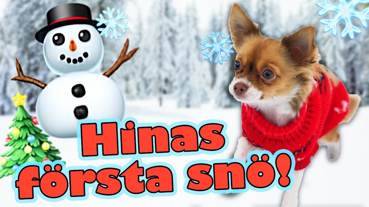 Min hund reagerar på snö! ❄☃
