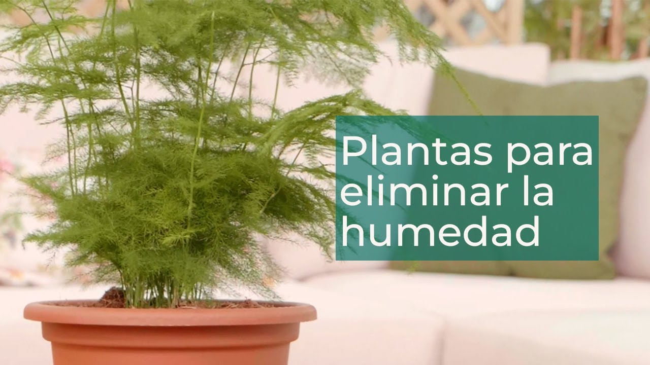 5 plantas que absorben la humedad en el hogar | Plantas en Verdecora
