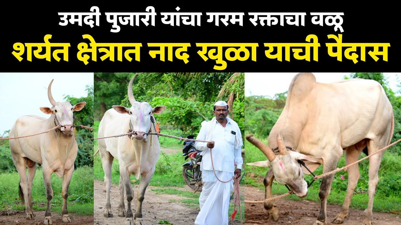 ♦️उमदी पुजारी यांचा गरम रक्ताचा वळू | शर्यतीच्या पैदाससाठी नादखुळा वळू | मुलाखत Umadi pujari bail