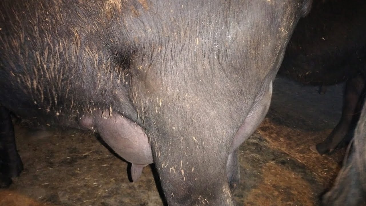 दूसरी live milking खाली होने के बाद अनमोल रत्न की। झोटी ओर उसकी बहन देखे पूरी वीडियो 