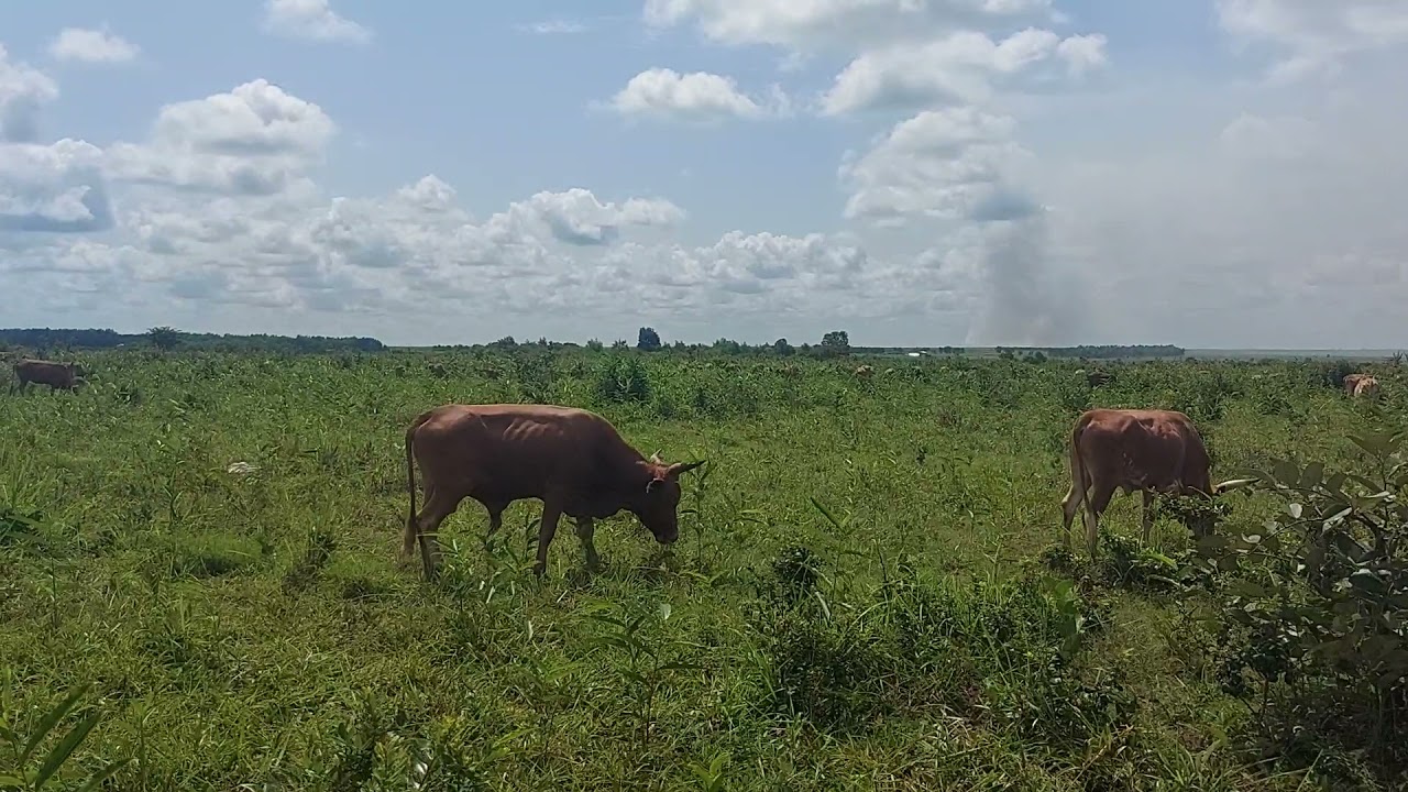 I visited a Cattle farm here in Kinshasa,  DR Congo | plataux de Bat&eacute;k&eacute;
