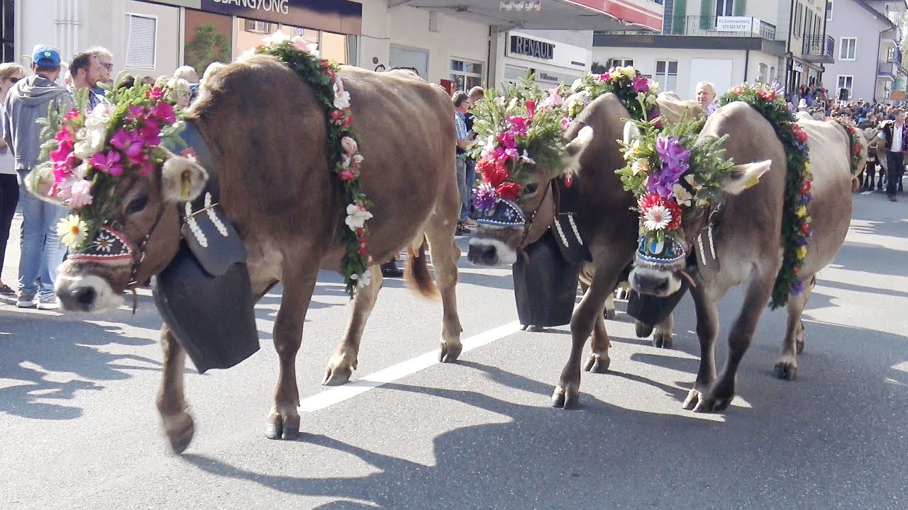 Alpabfahrt Schüpfheim 23.9.2017