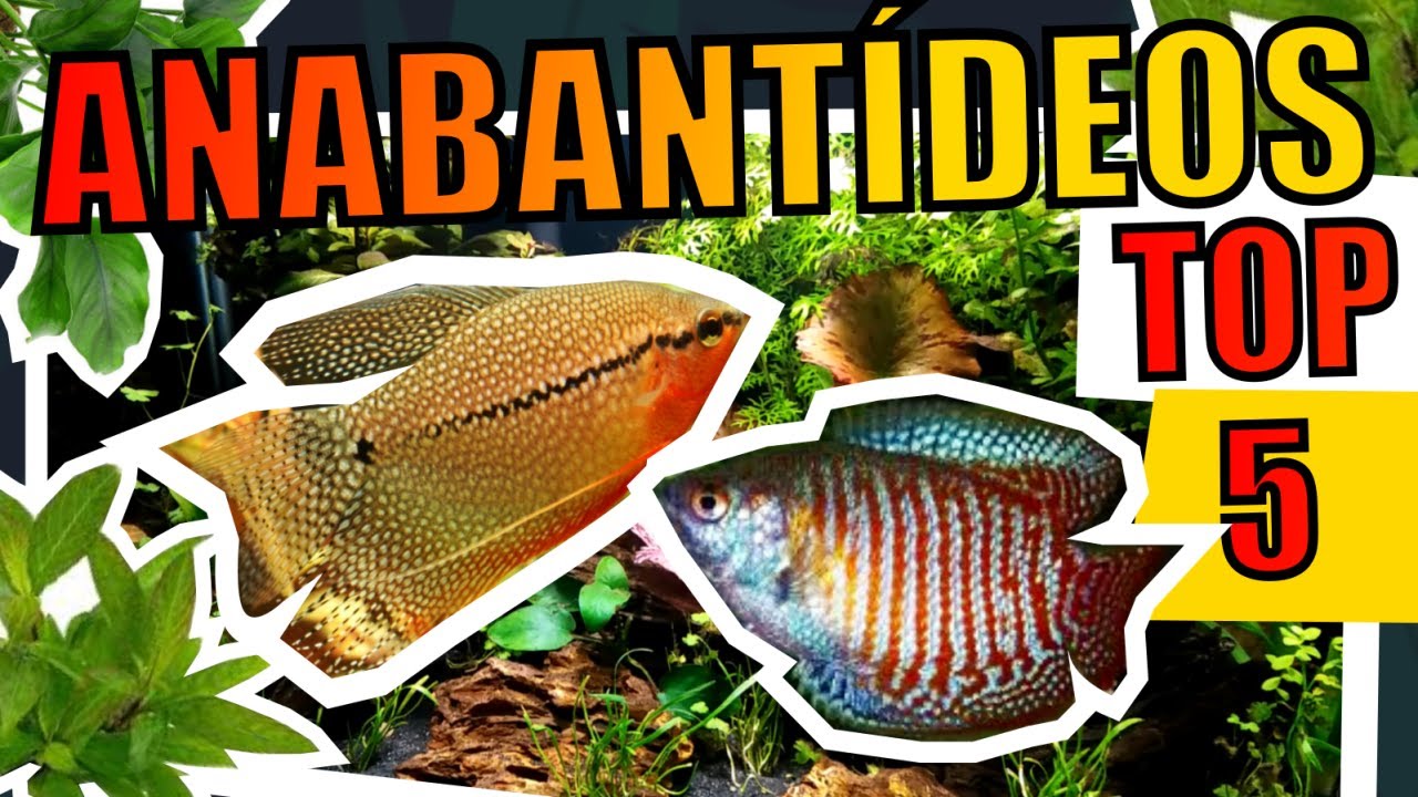 🔴TOP 5: PEIXES ANABANTÍDEOS ( PARA AQUÁRIOS ) |Mr. Betta|