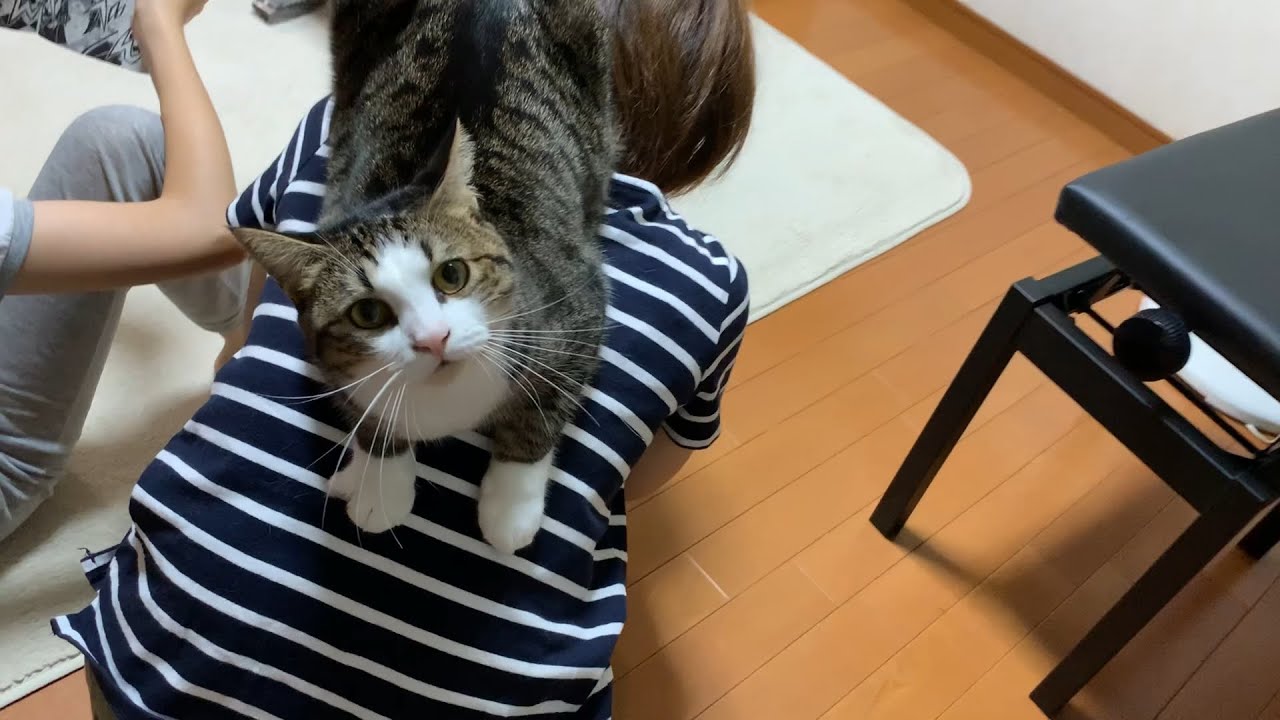 お父さんを踏み台だと思っている猫
