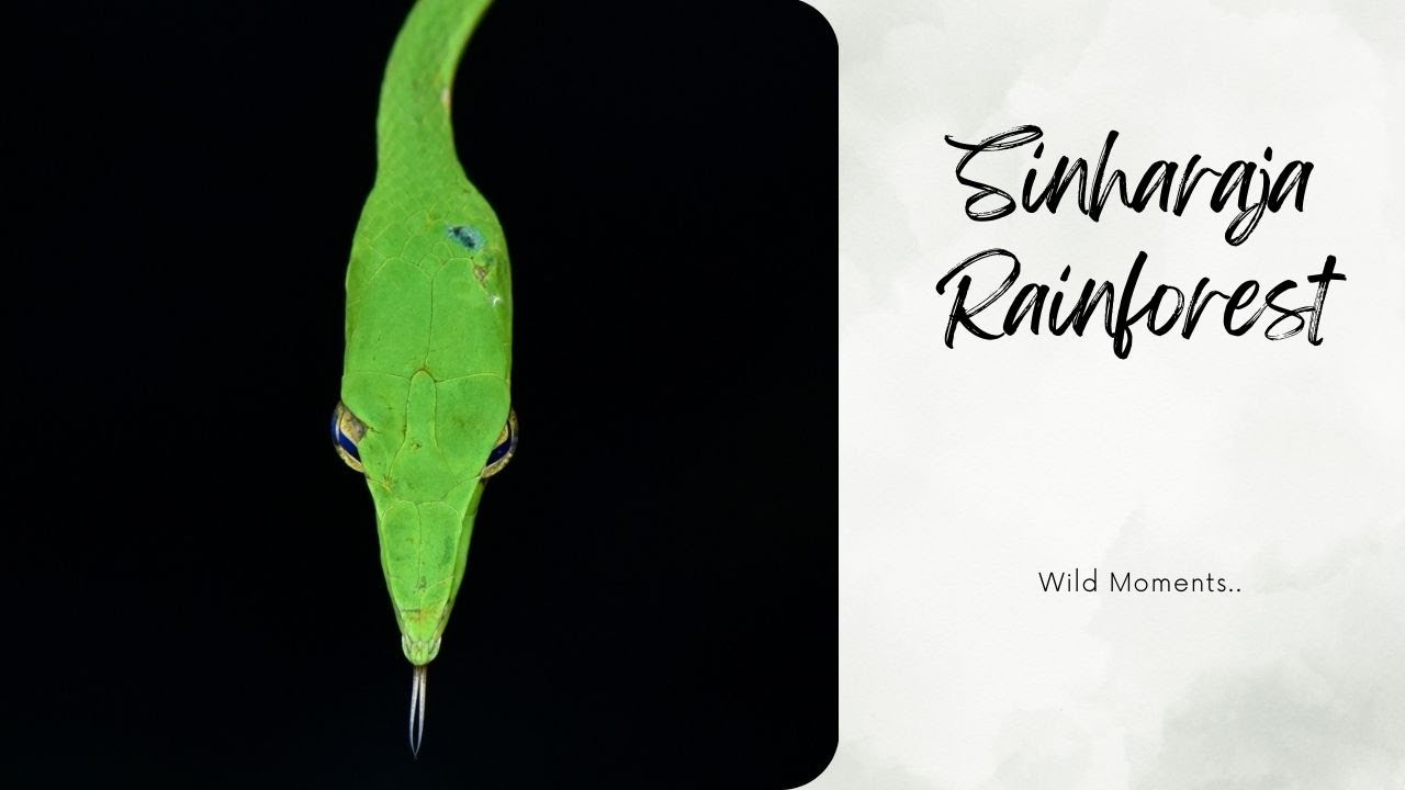 Meandering through Sinharaja Rainforest | Pitadeniya entrance..