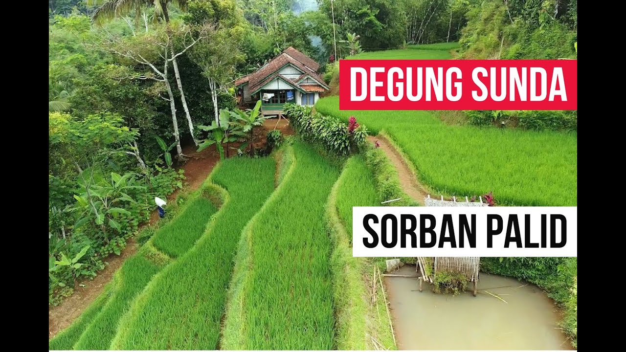 DEGUNG SUNDA - SORBAN PALID