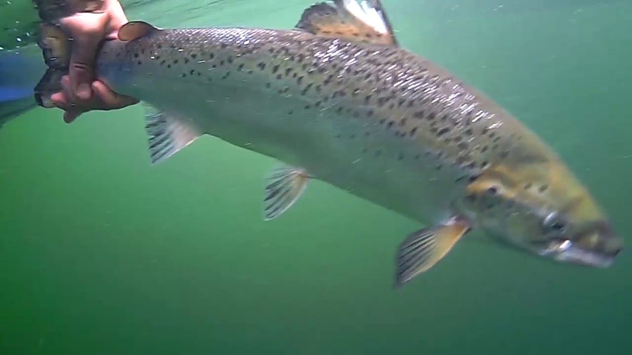 Underwater salmon trolling Lake Champlain