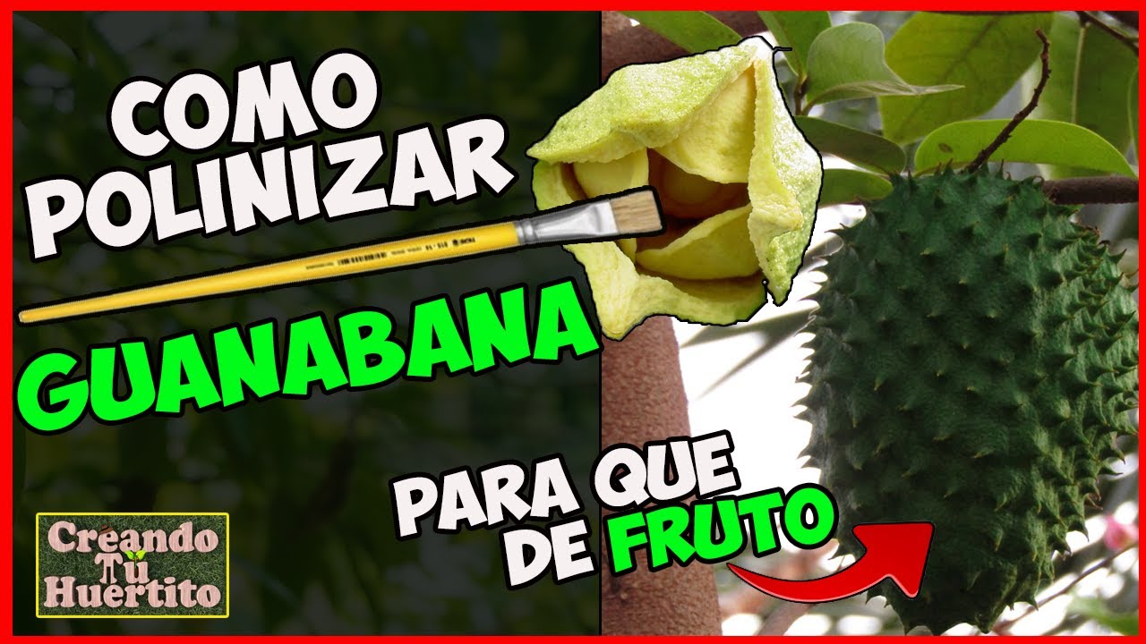 C&Oacute;MO POLINIZAR GUAN&Aacute;BANA PARA QUE DE FRUTOS - HOW TO POLLINATE GUAN&Aacute;BANA FOR FRUIT