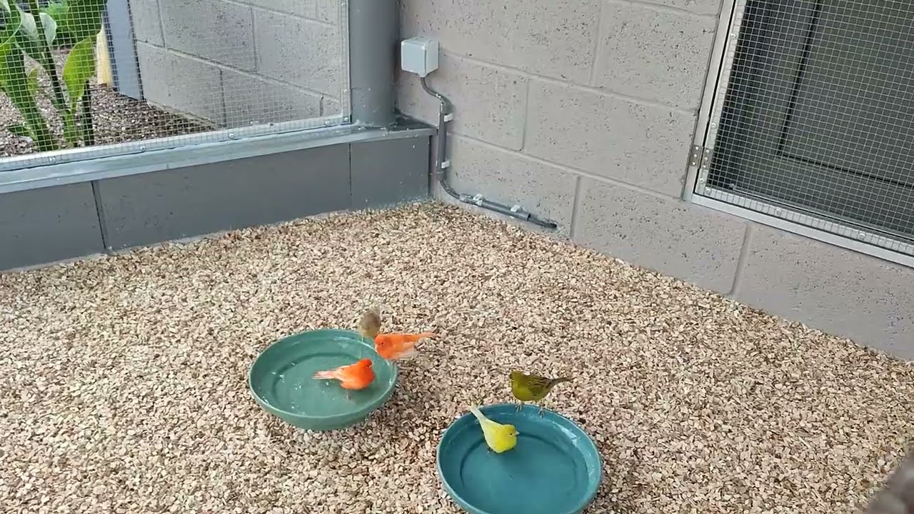 tout les Canaries en volière pour passer l hiver