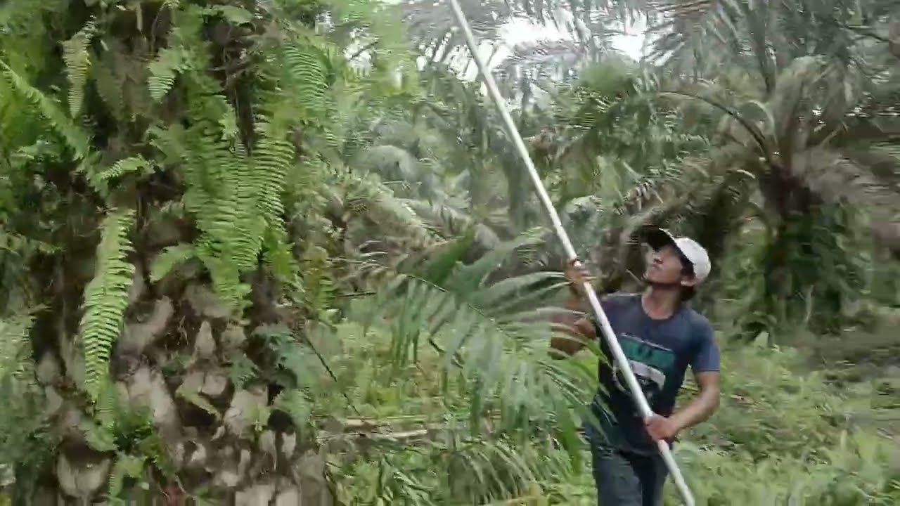 TKI INDONESIA 🇮🇩 🇲🇾 MALAYSIA KERJA PANEN SAWIT