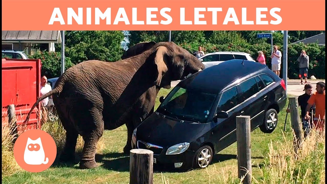 LOS 10 ANIMALES M&Aacute;S PELIGROSOS DEL MUNDO