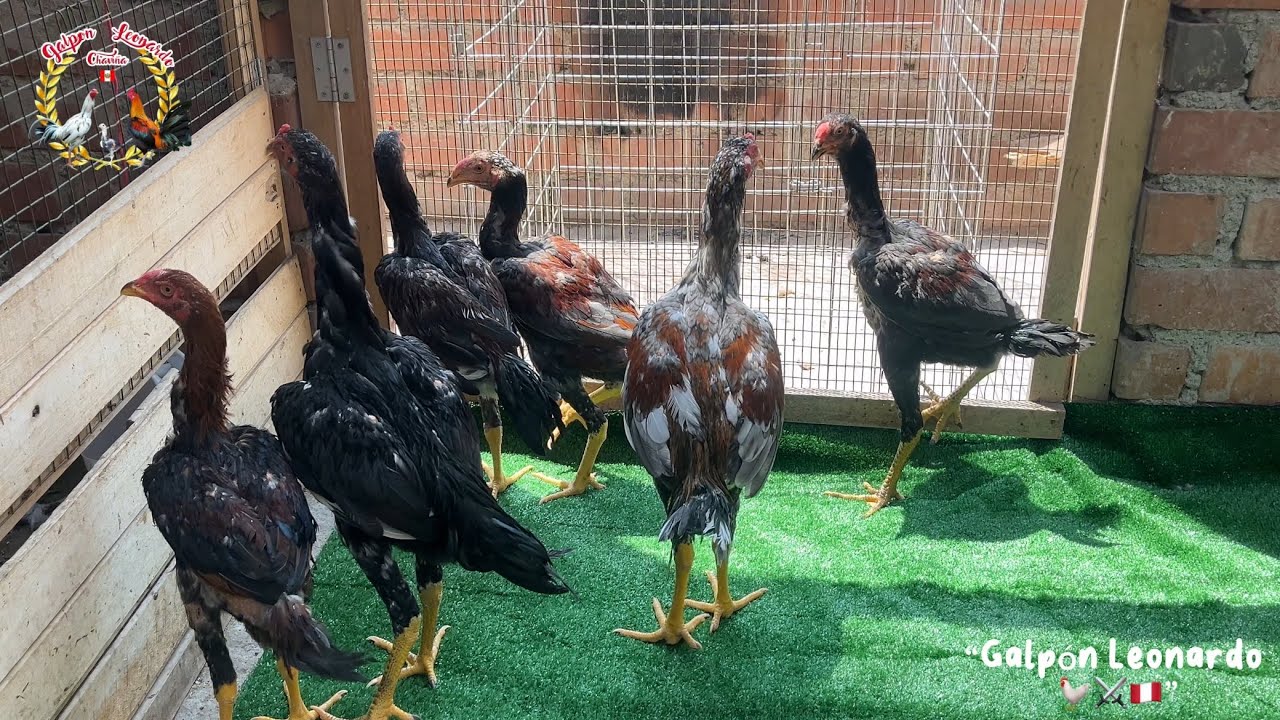 SHAMOS y MALAYOS 🐓⚔️🇵🇪| GALPÓN LEONARDO