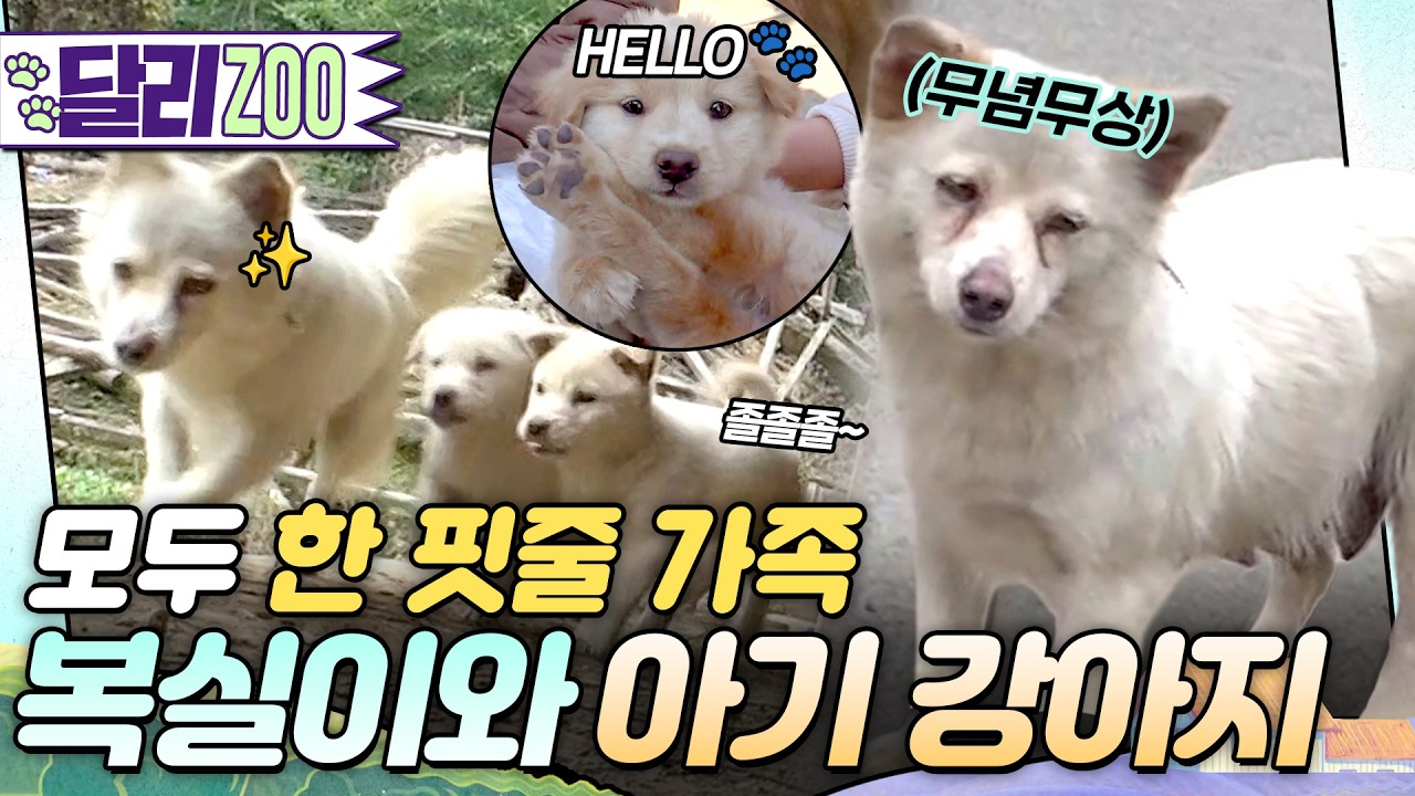 [🐕#달리ZOO] 아기들 돌보랴💦 아저씨 감시하랴🐕 24시간이 모자른 복실이의 하루!! ♥️시고르 강아지들이 정말 귀엽습니다♥️ #달리 #DALI