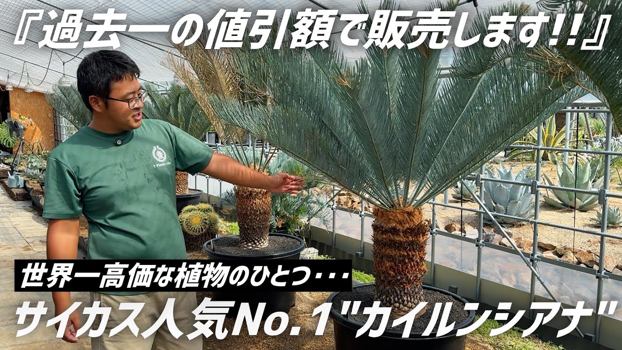 【蘇轍】サイカス