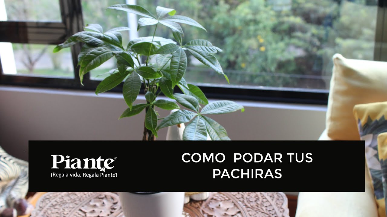 Como podar tus pachiras