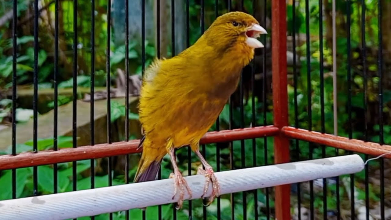 O treinamento mais mágico | 20 | Canário Belga tenta todos os canários a cantar!!!