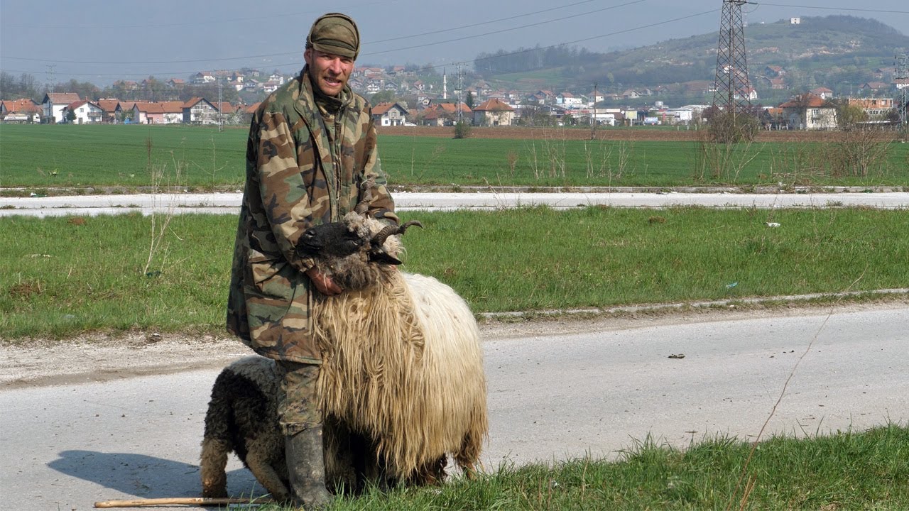 Moja ovca vrijedi više od 1000 maraka