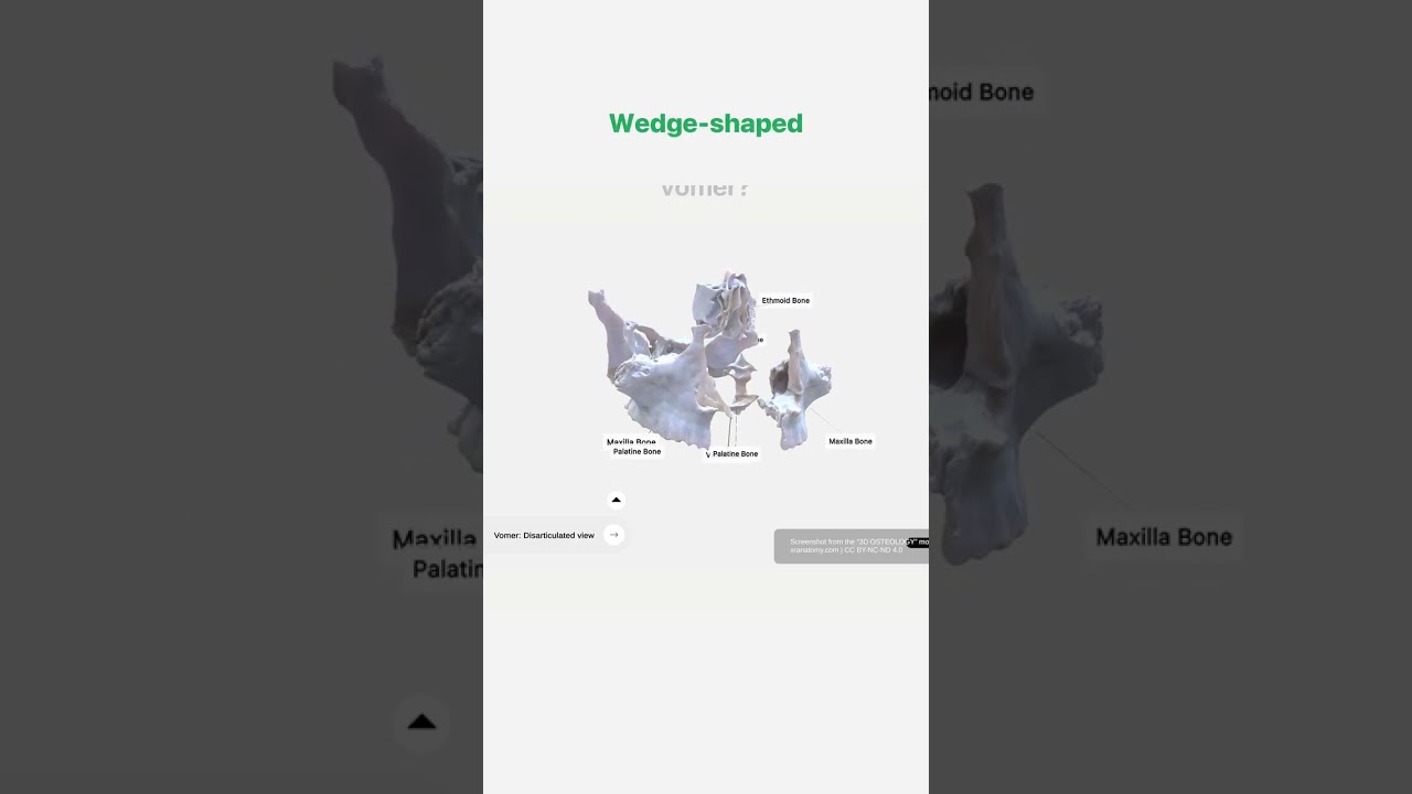 Vomer - Anatomy Quiz
