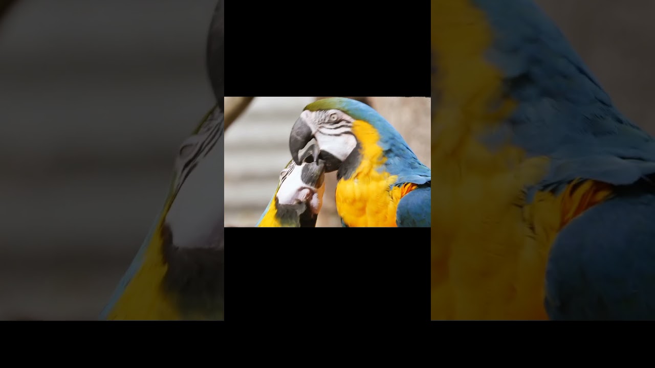 Araras, canto das araras - Mundo Animal