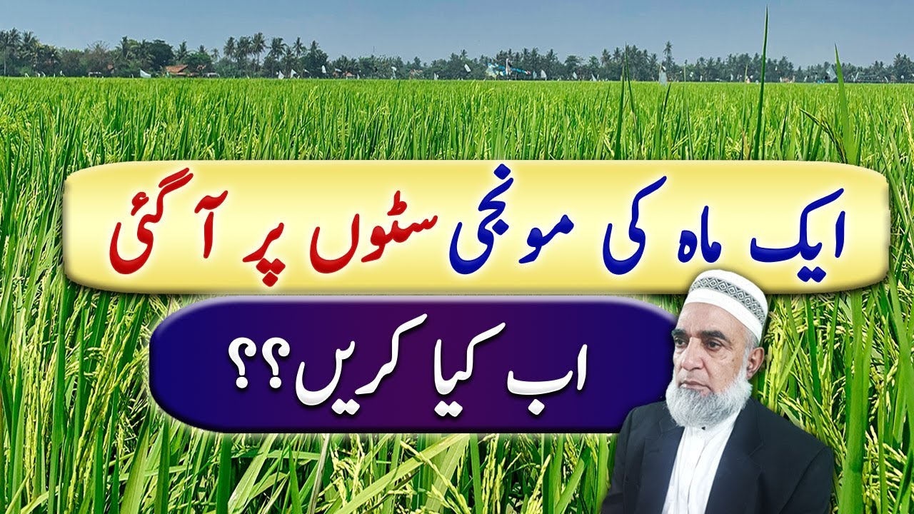 How to control Early Maturing of Rice Crop || Crop Reformer