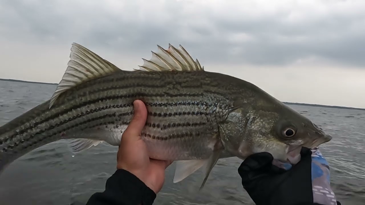 Striper fishing on Texoma