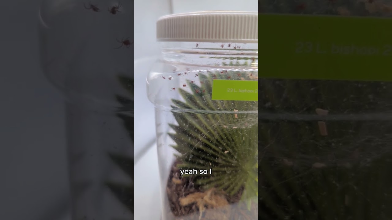 Red Widow babies hatched with mom.
