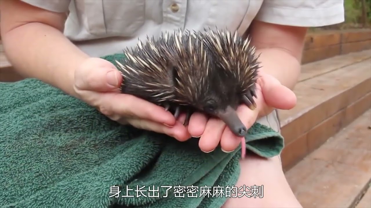 国外小伙捡到无毛生物，原以为是鸭嘴兽，没想到越长越不对劲！