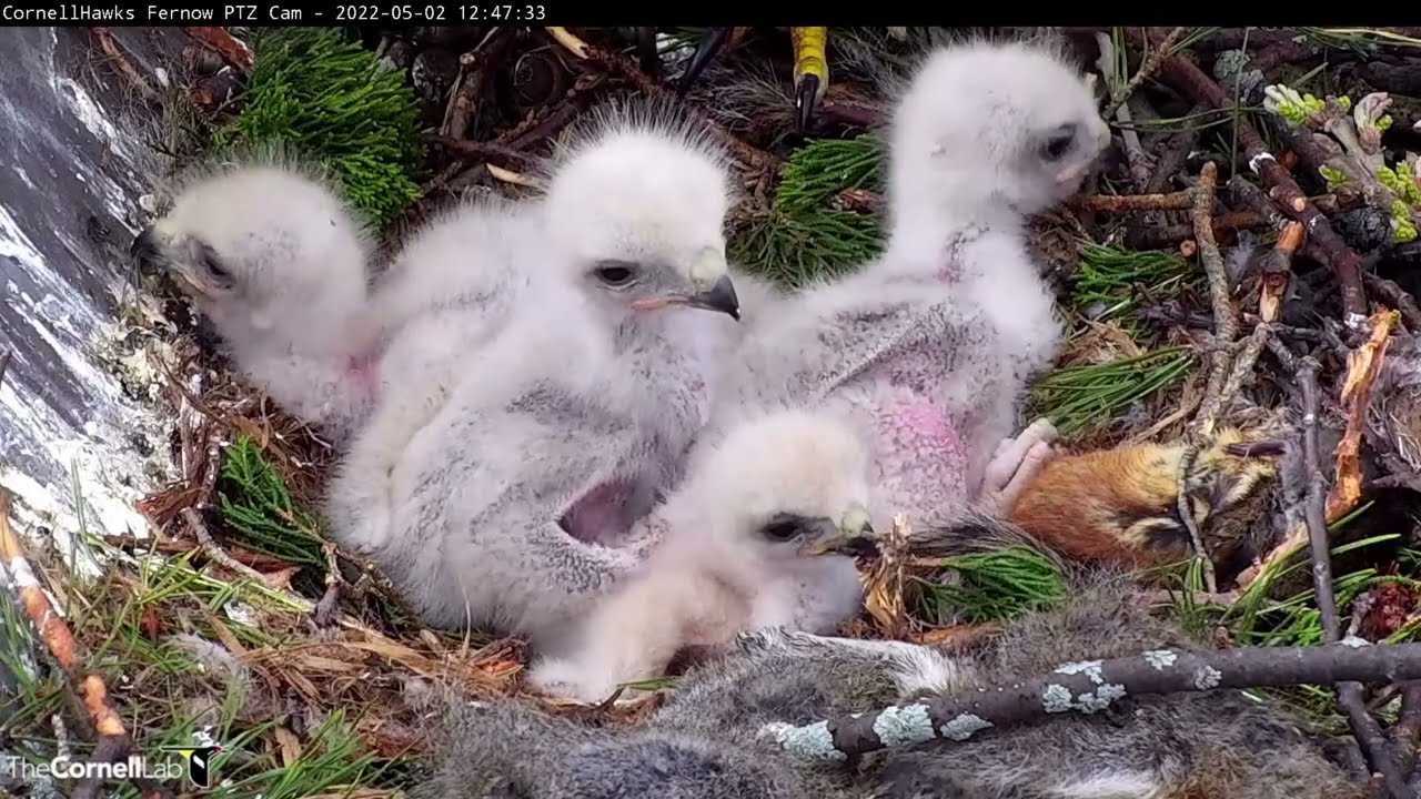 2022 Cornell Red-tailed Hawks Live Cam Highlights Apr 21 – June 19