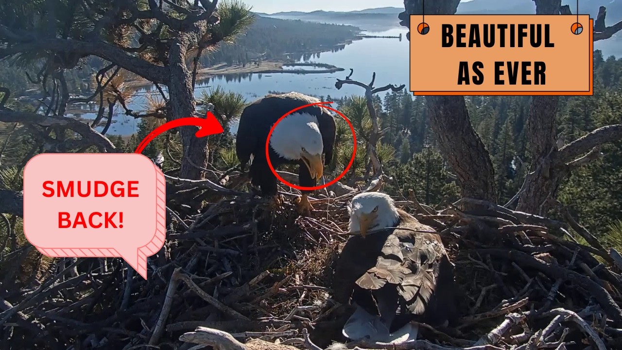 Jackie's Signature Look Returns! ✨ Head Smudge BACK - So Beautiful! | Big Bear Eagles
