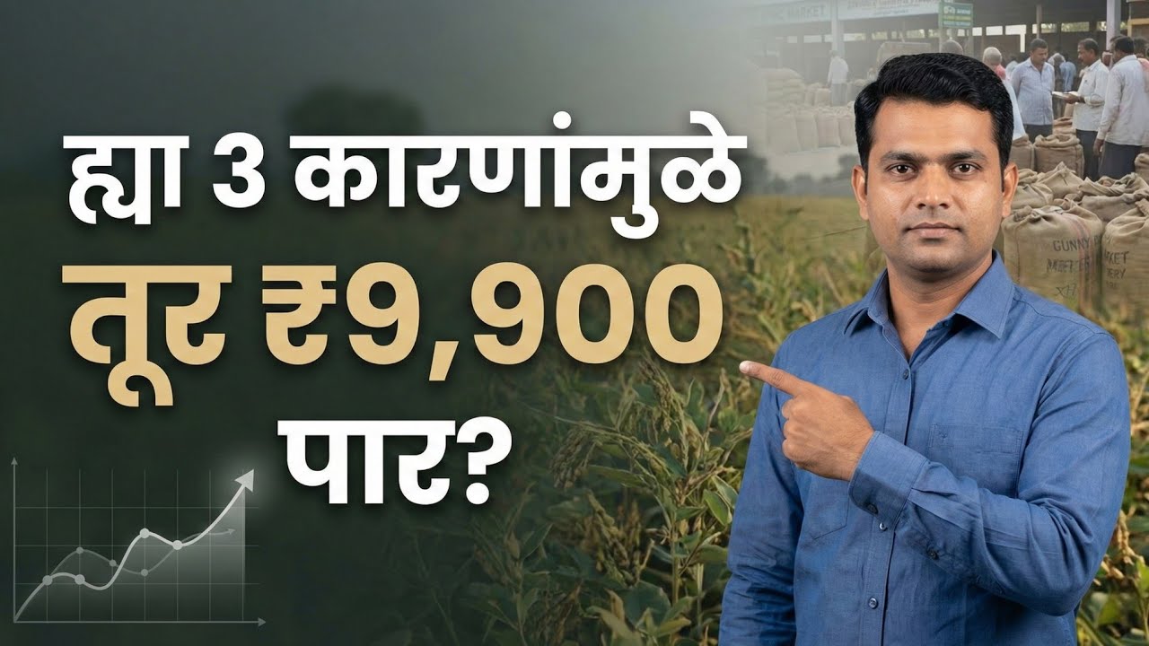 तूर ₹8,900 पार! 🔥 उद्या बाजारभाव आणखी वाढणार का? | Tur bajar Bhav Today ही 3 मोठी कारणं, Tur Bhav