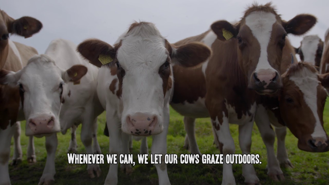 What makes Beemster cheese taste so good?!
